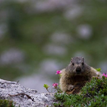 Una Finestra Sulle Dolomiti Lejlighed Candide Eksteriør billede